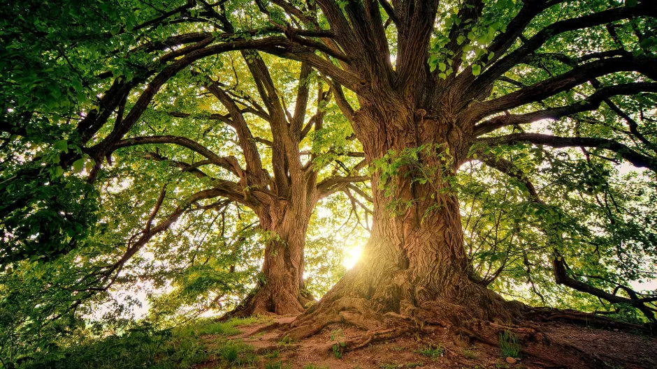 Bäume im Gegenlicht